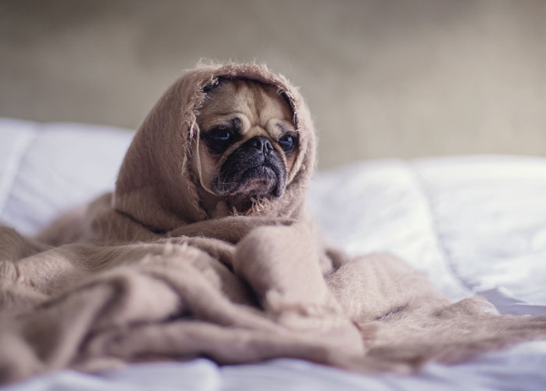 Feel Better, Fur-real! front