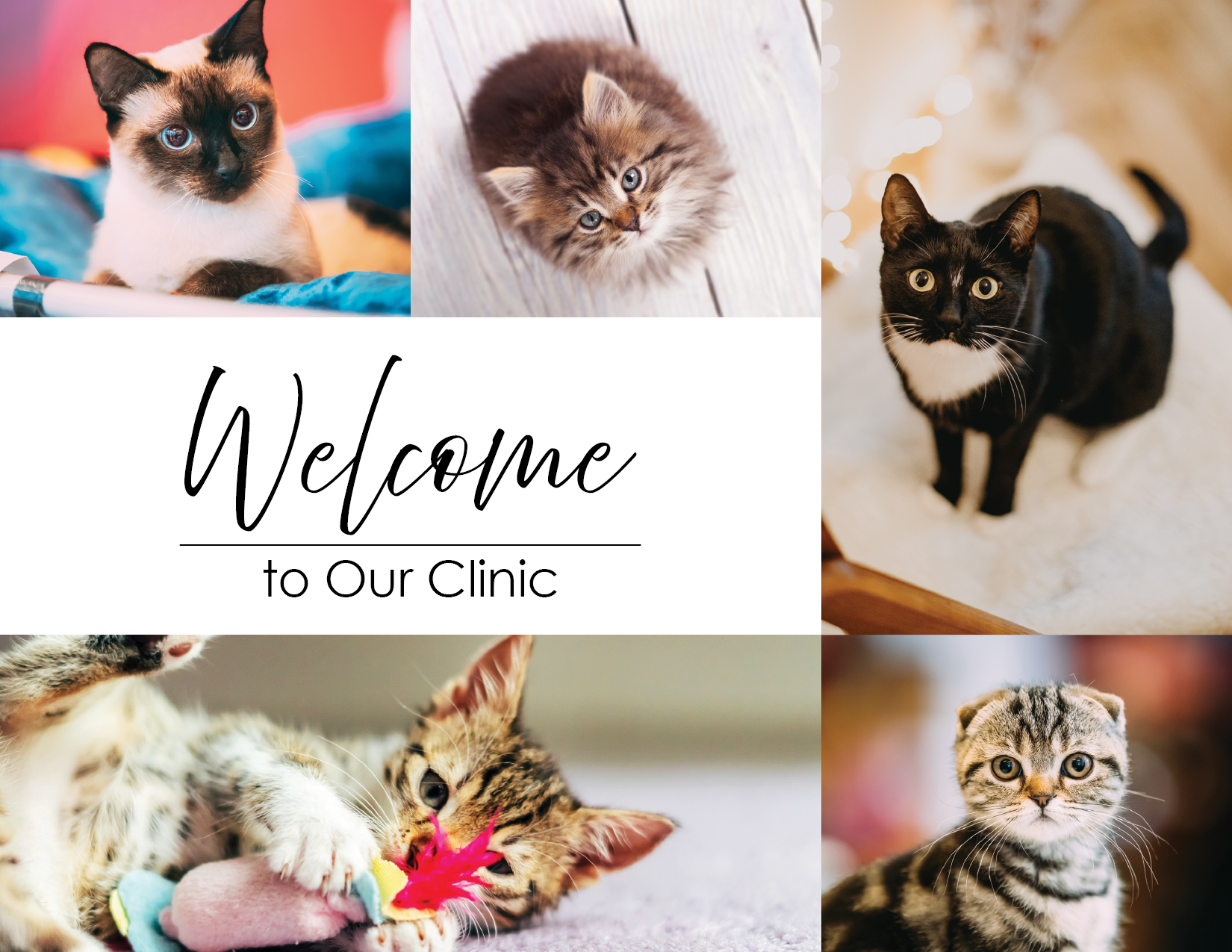 Welcome to Our Clinic - Cat