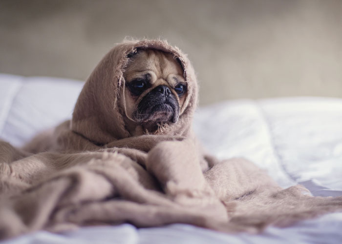 Feel Better, Fur-real!