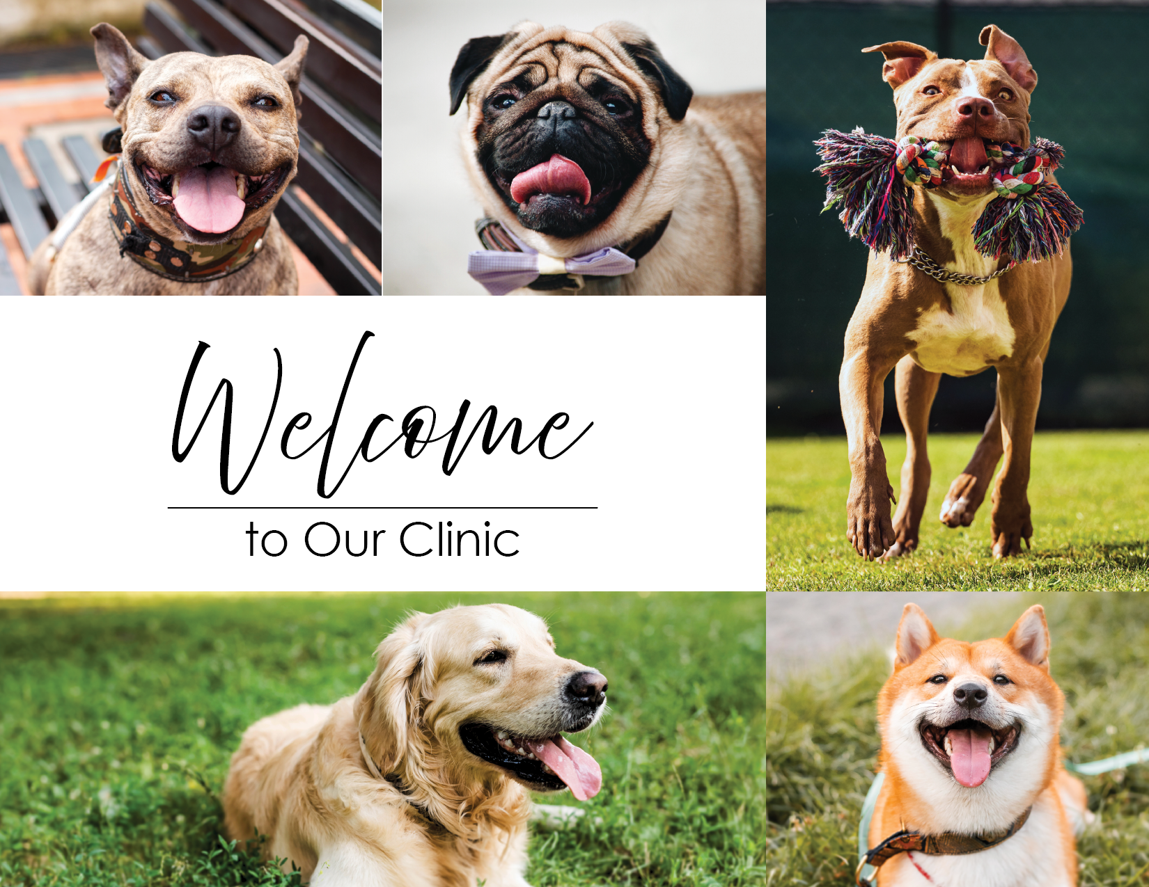 Welcome to Our Clinic - Dog
